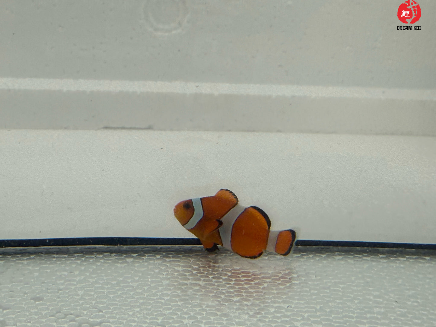 Amphiprion Ocellaris Bohóchal ( 3 - 5 cm )