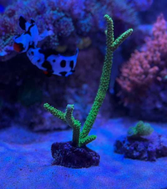 Green Slimer Acropora (Acropora yongei) 13-16 cm magas