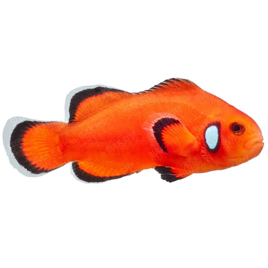 Naked with Dots Ocellaris Bohóchal  (Amphiprion ocellaris)  5-6 cm