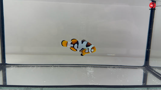 Dot Picasso Percula Bohóchal (Amphiprion percula) 5-6 cm
