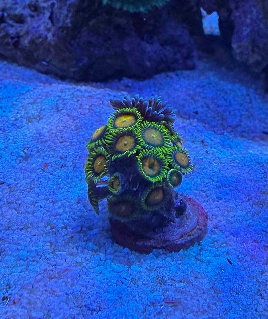 Green Zoanthus (Zoanthus sp.)