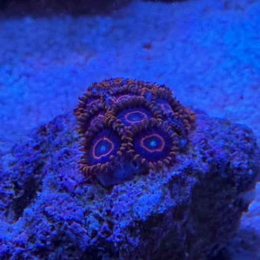 Purple/Orange Zoanthus (Zoanthus sp.)