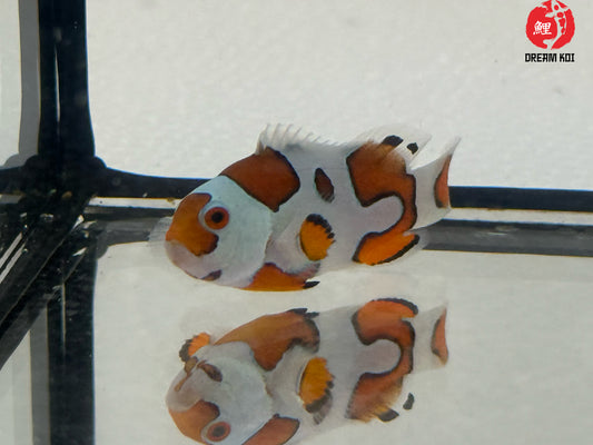 Orange Storm Bohóchal (Amphiprion ocellaris) 4-5 cm