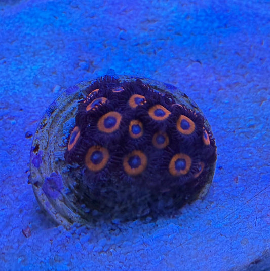 Red/Orange Zoanthus (Zoanthus sp.)