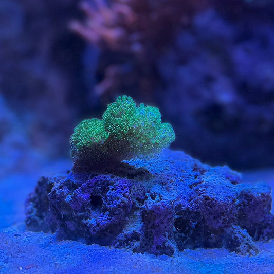 Ultra Green Pocillopora (Pocillopora sp.)
