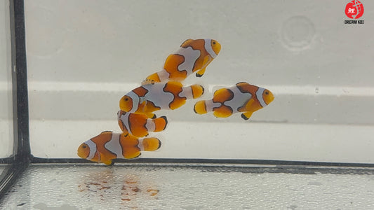 Picasso Percula Bohóchal (Amphiprion percula) 4-5 cm