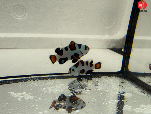 Mocha Storm Ocellaris Bohóchal (Amphiprion ocellaris) 5 cm