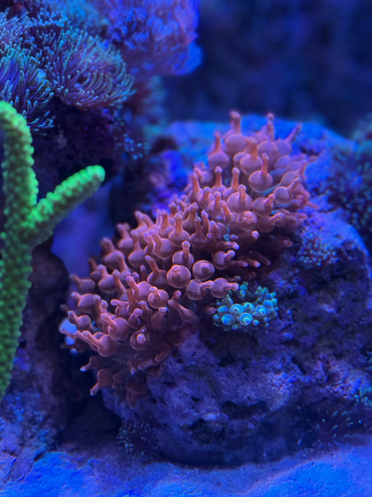 Rose Bubble Tip Anemone (Entacmaea quadricolor)