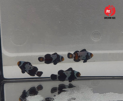 Black Snowflake Bohóchal (Amphiprion ocellaris) 5 cm
