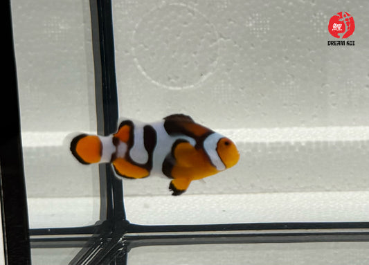 Nebula Picasso Percula Bohóchal (Amphiprion percula) 4-5 cm