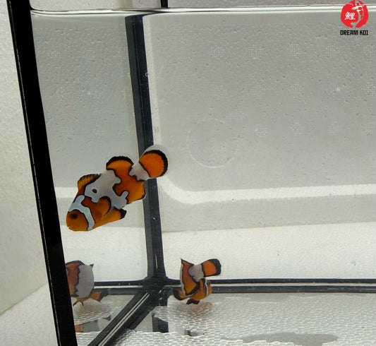 Snowflake Ocellaris Bohóchal (Amphiprion ocellaris)  5-6 cm
