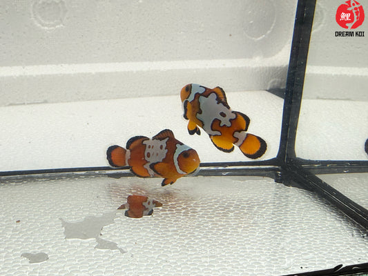 Premium Snowflake Ocellaris Bohóchal (Amphiprion ocellaris)  5-6 cm