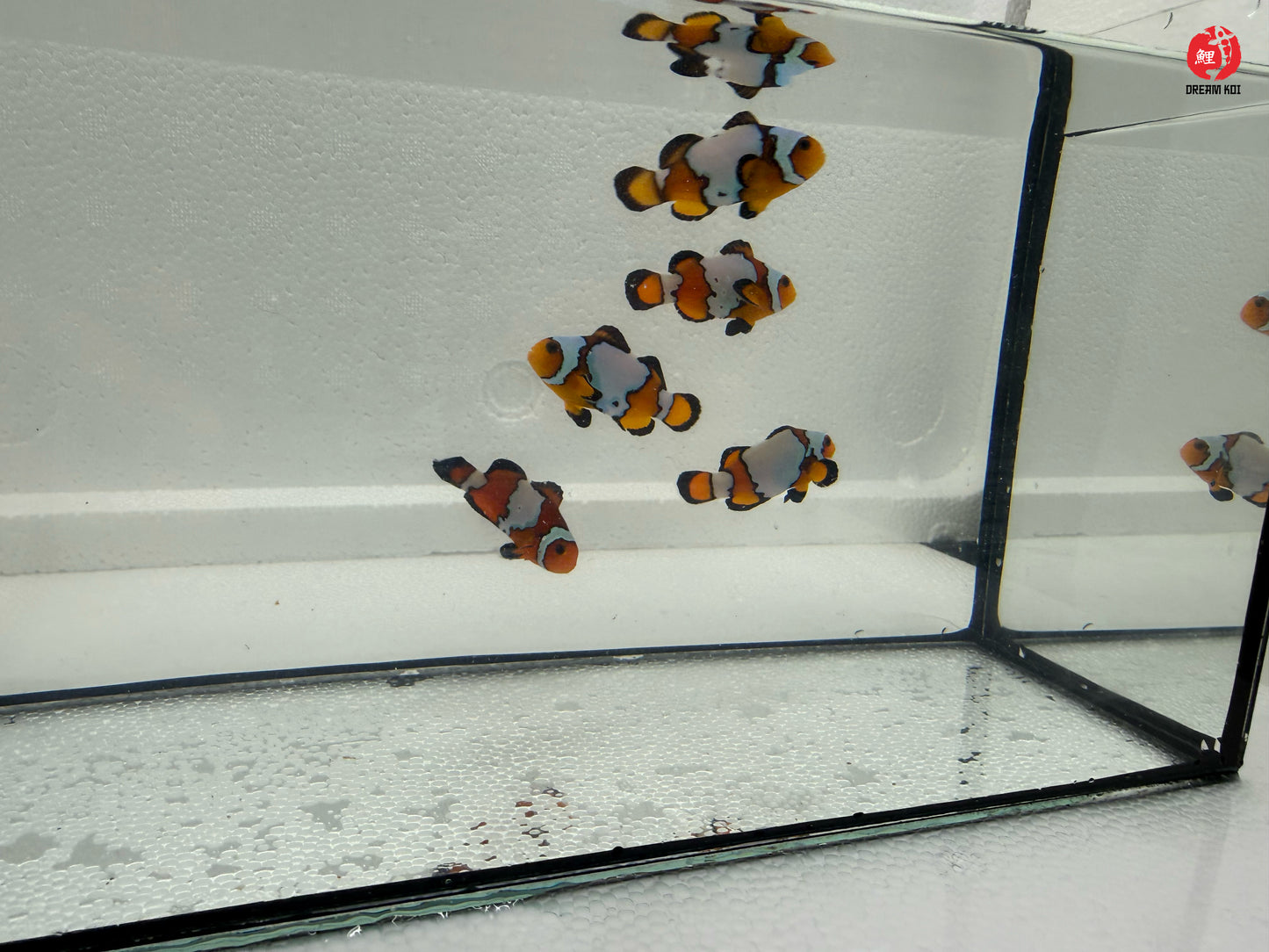 Black Ice Snowflake Bohóchal (Amphiprion ocellaris) 5-6 cm