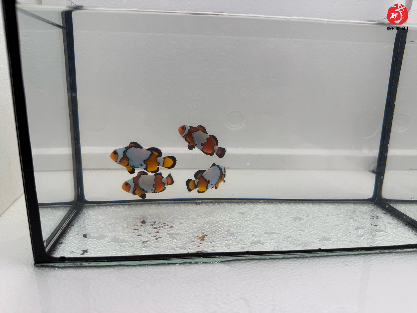 Black Ice Snowflake Bohóchal (Amphiprion ocellaris) 5-6 cm