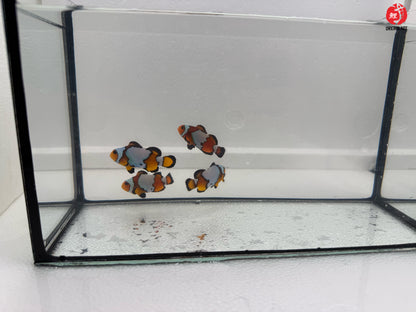 Black Ice Snowflake Bohóchal (Amphiprion ocellaris) 5-6 cm