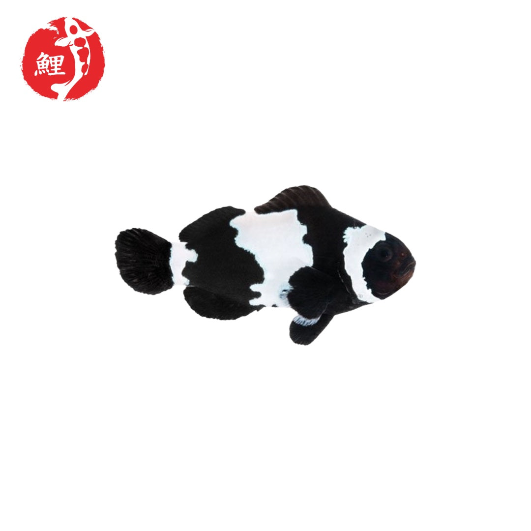 Black Snowflake Bohóchal (Amphiprion ocellaris) 5 cm