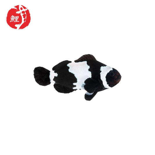 Black Snowflake Bohóchal (Amphiprion ocellaris) 5 cm