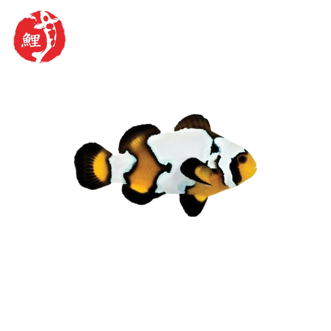 Black Ice Snowflake Bohóchal (Amphiprion ocellaris) 5-6 cm