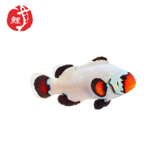 Flurry Bohóchal (Amphiprion ocellaris) 4 cm