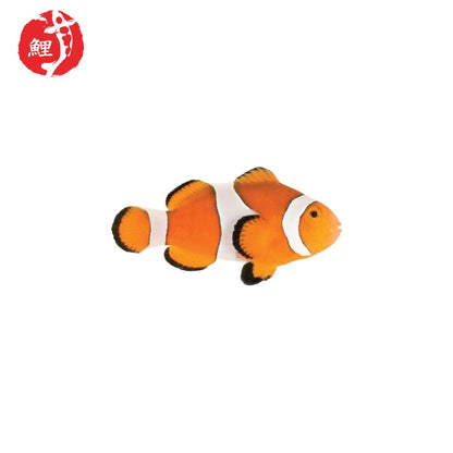 Amphiprion Ocellaris Bohóchal ( 3 - 5 cm )