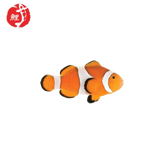 Amphiprion Ocellaris Bohóchal ( 3 - 5 cm )