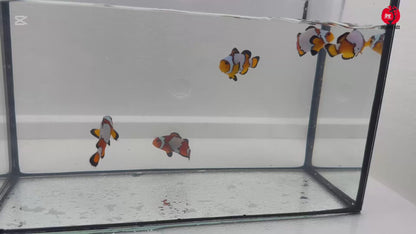 Black Ice Snowflake Bohóchal (Amphiprion ocellaris) 5-6 cm